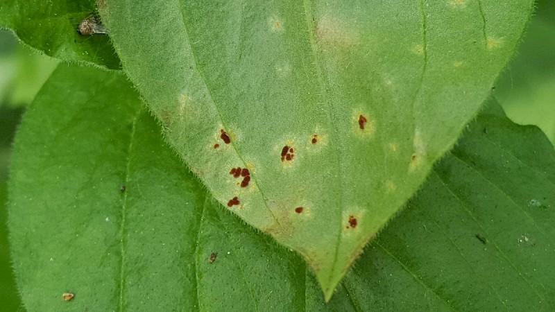 Puccinia arenariae - © Barry Stewart