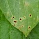 Puccinia arenariae