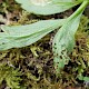 Tranzschelia anemones