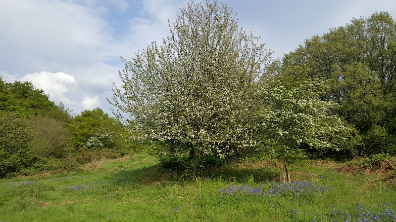 Malus sylvestris - © Barry Stewart