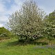 Malus sylvestris