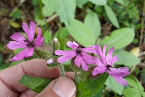 Microbotryum lychnidis-dioicae Campion Anther Smut