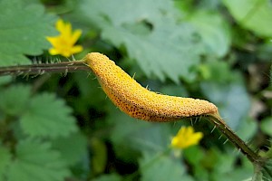 Puccinia urticata var. urticata Nettle Clustercup Rust