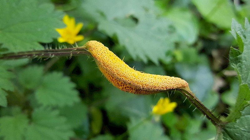 Puccinia urticata var. urticata - © Barry Stewart