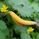 Puccinia urticata var. urticata