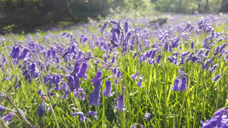 Hyacinthoides non-scripta - © Barry Stewart