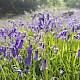 Hyacinthoides non-scripta