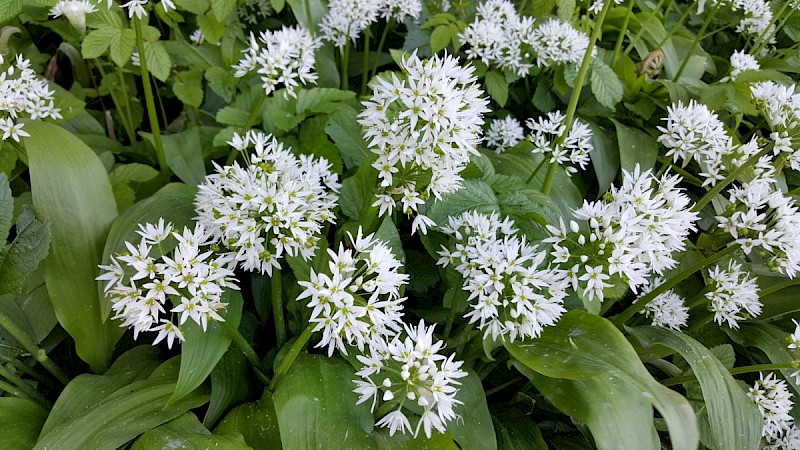 Allium ursinum - © Barry Stewart