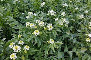 Nasturtium officinale Water-cress