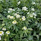 Nasturtium officinale