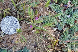 Vicia lathyroides Spring Vetch