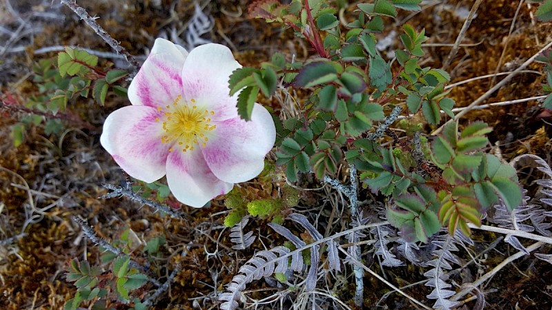 Rosa spinosissima - © Barry Stewart