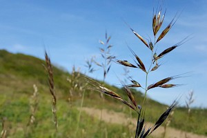 Avenula pubescens Downy Oat-grass