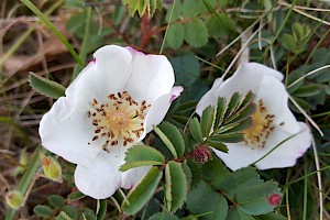 Rosa spinosissima Burnet Rose