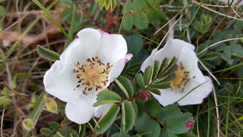 Rosa spinosissima - © Barry Stewart