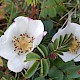 Rosa spinosissima