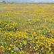 Lotus corniculatus