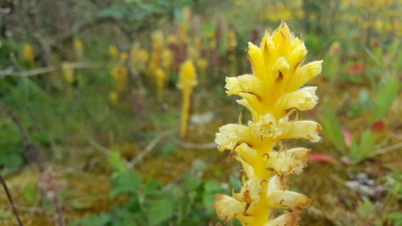 Orobanche minor - © Barry Stewart