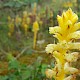 Orobanche minor