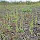 Blackstonia perfoliata