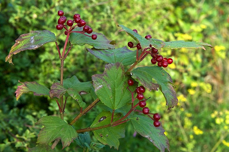 Viburnum opulus - © Charles Hipkin