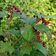 Viburnum opulus