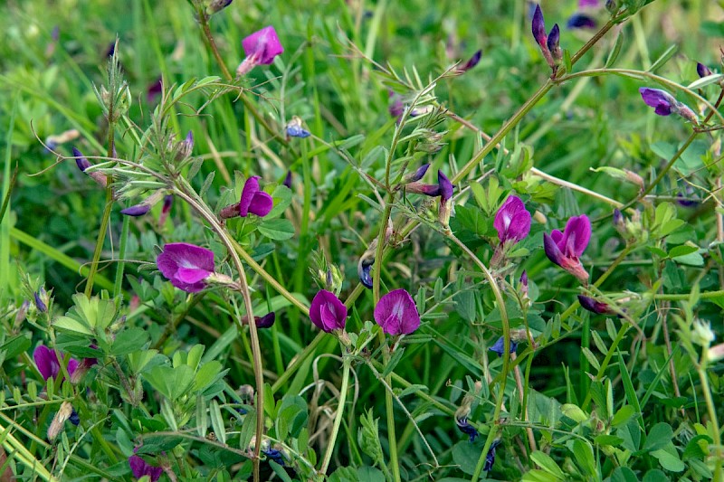 Vicia sativa subsp. nigra - © Charles Hipkin