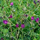 Vicia sativa subsp. nigra