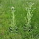 Cirsium palustre