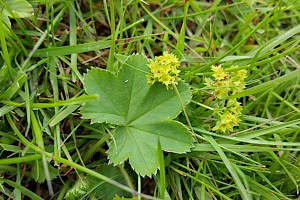 Alchemilla filicaulis subsp. vestita Hairy Lady's-mantle