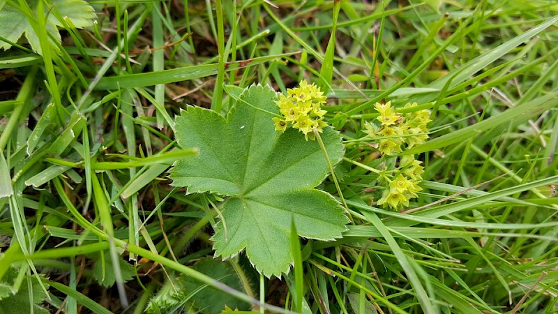 Alchemilla filicaulis subsp. vestita - © Barry Stewart