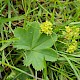 Alchemilla filicaulis subsp. vestita