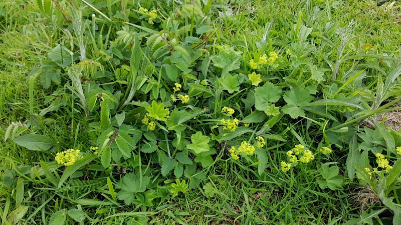 Alchemilla filicaulis subsp. vestita - © Barry Stewart