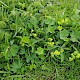 Alchemilla filicaulis subsp. vestita