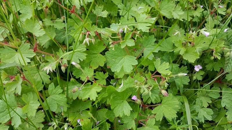 Geranium rotundifolium - © Barry Stewart