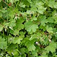 Geranium rotundifolium