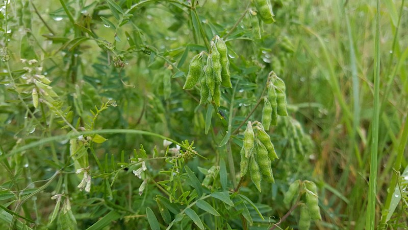 Vicia hirsuta - © Barry Stewart