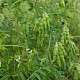 Vicia hirsuta