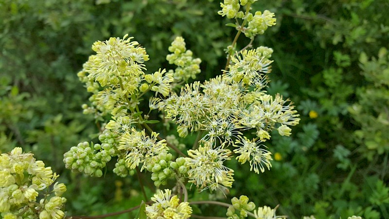 Thalictrum flavum - © Barry Stewart