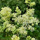 Thalictrum flavum