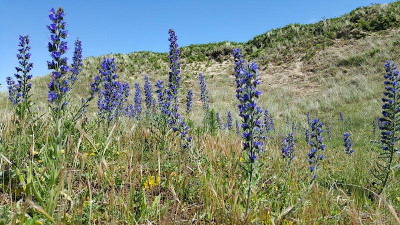 Echium vulgare - © Barry Stewart