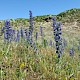 Echium vulgare