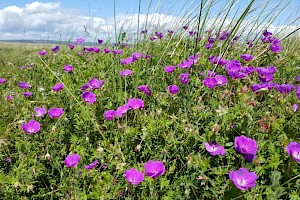 Geranium sanguineum Bloody Crane's-bill