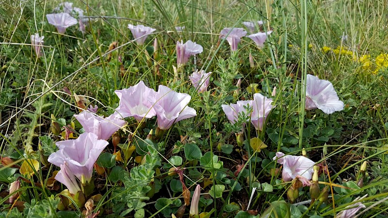 Calystegia soldanella - © Barry Stewart