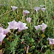 Calystegia soldanella