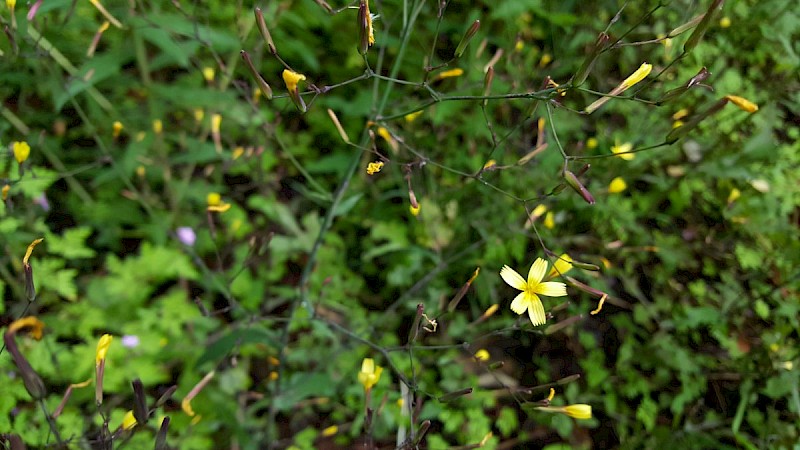 Mycelis muralis - © Barry Stewart