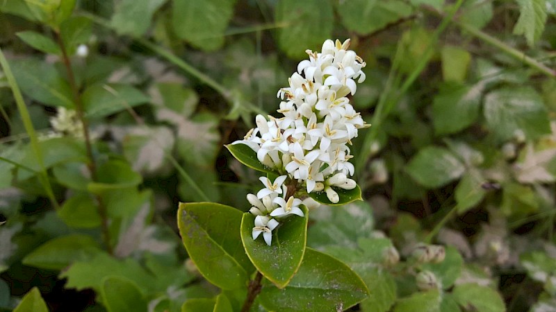 Ligustrum vulgare - © Barry Stewart