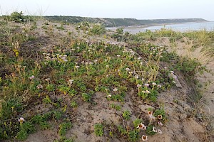 Erigeron glaucus Seaside Daisy