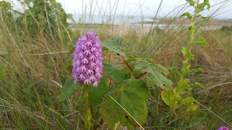 Anacamptis pyramidalis - © Barry Stewart