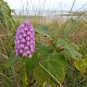 Anacamptis pyramidalis